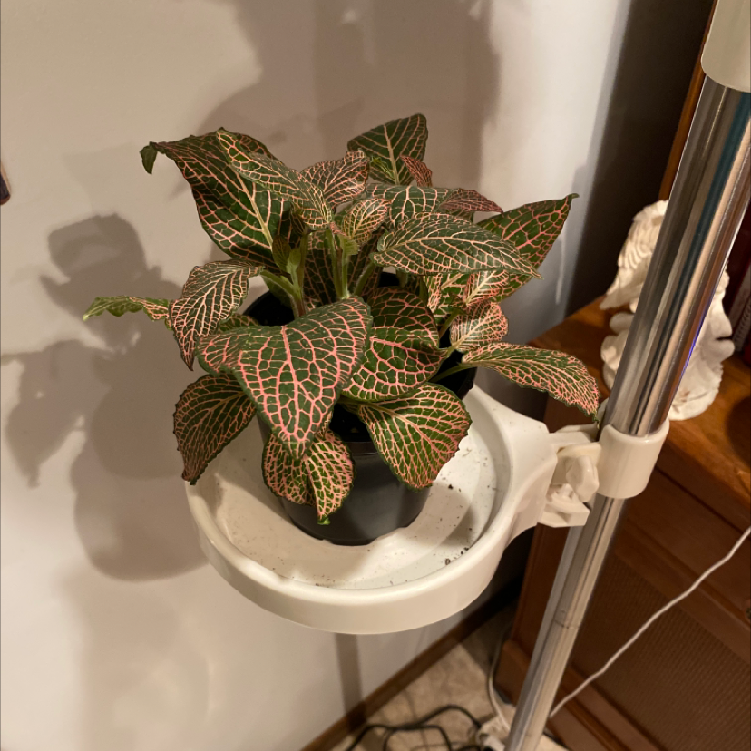 Nerve Plant plant photo by @Mejai13 named Foxxy on Greg, the plant care app.