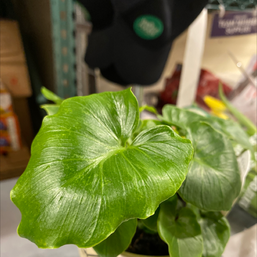 Closeup of a healthy, glossy green calla lily plant with distinctive heart-shaped leaves, situated indoors.