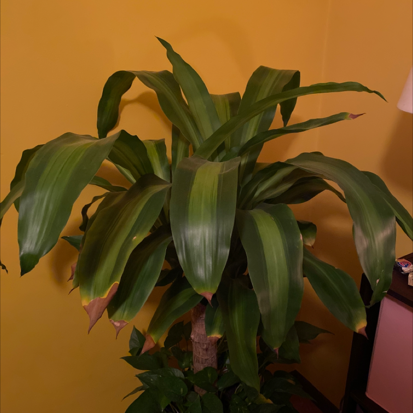 Cornstalk Dracaena plant photo by @Mejai13 named Beckham on Greg, the plant care app.