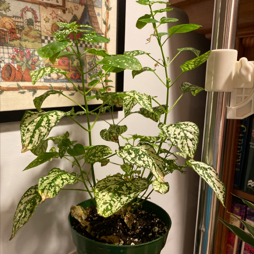 Polka Dot Plant plant photo by @Mejai13 named Duke on Greg, the plant care app.