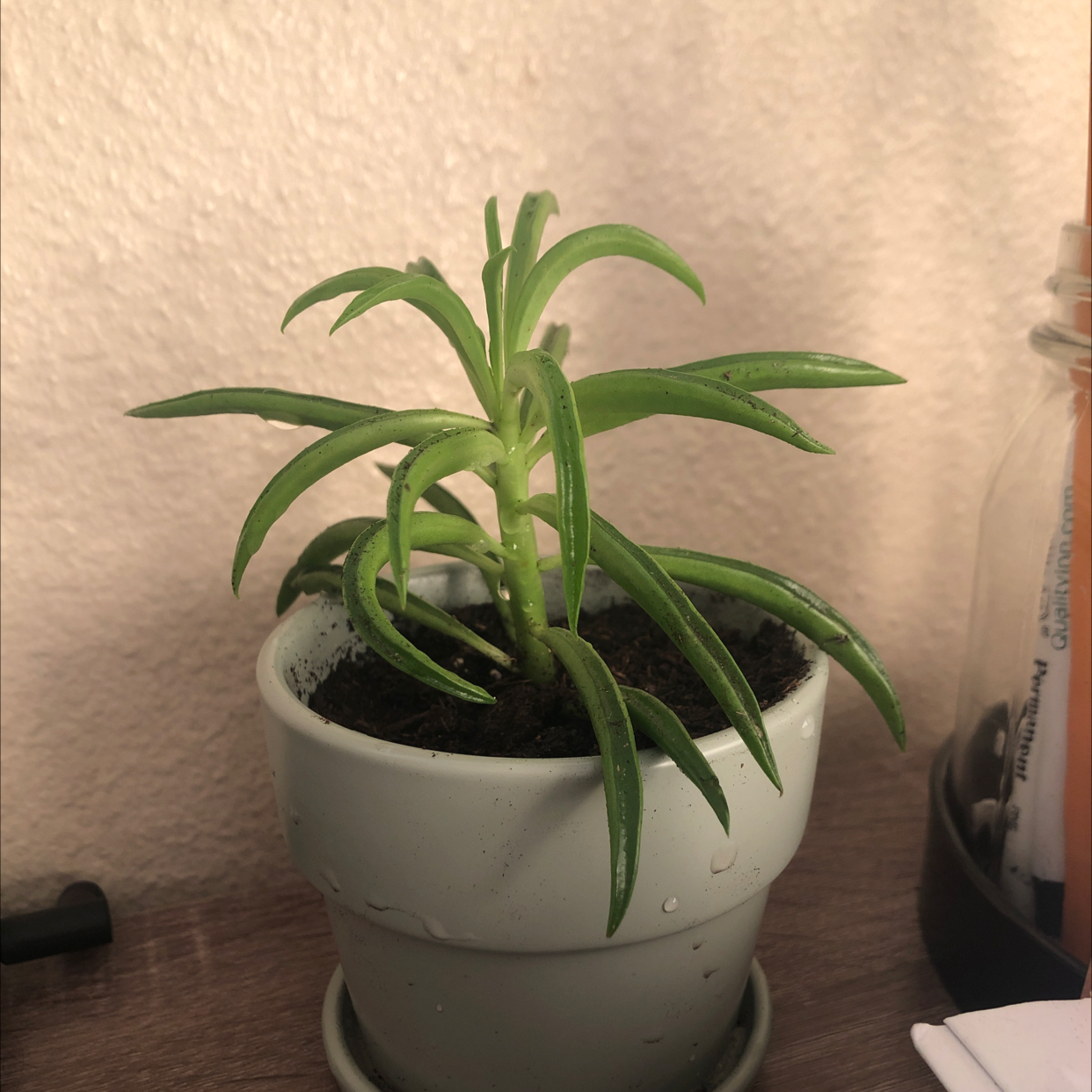 Pincushion Peperomia plant in a small pot with visible soil, healthy green leaves.