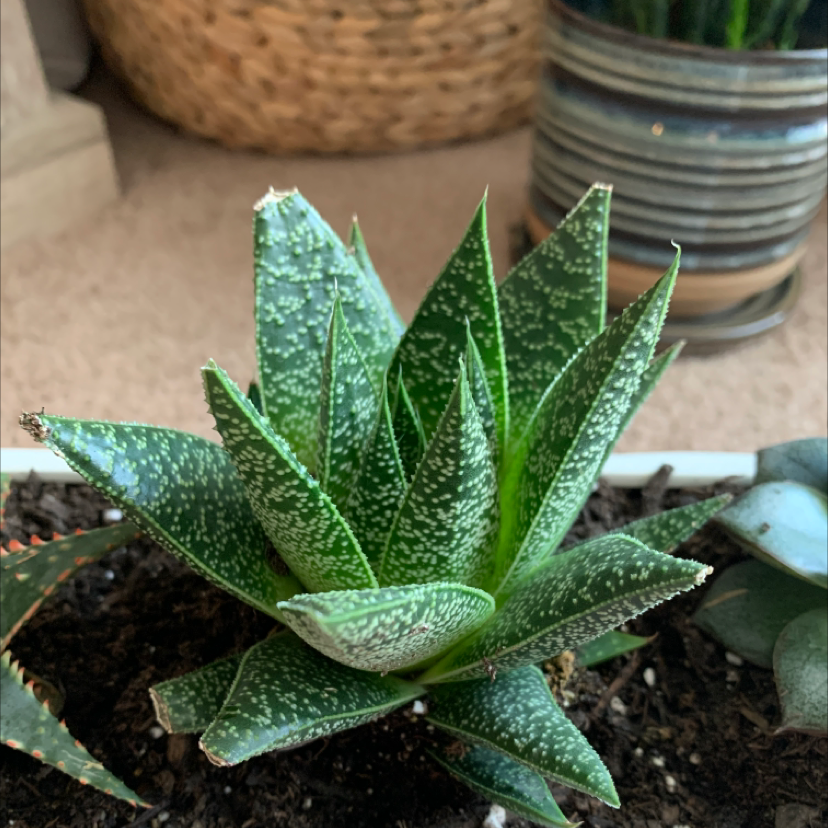 Gasteraloe 'Flow' plant with green, speckled leaves in a pot. Soil is visible.