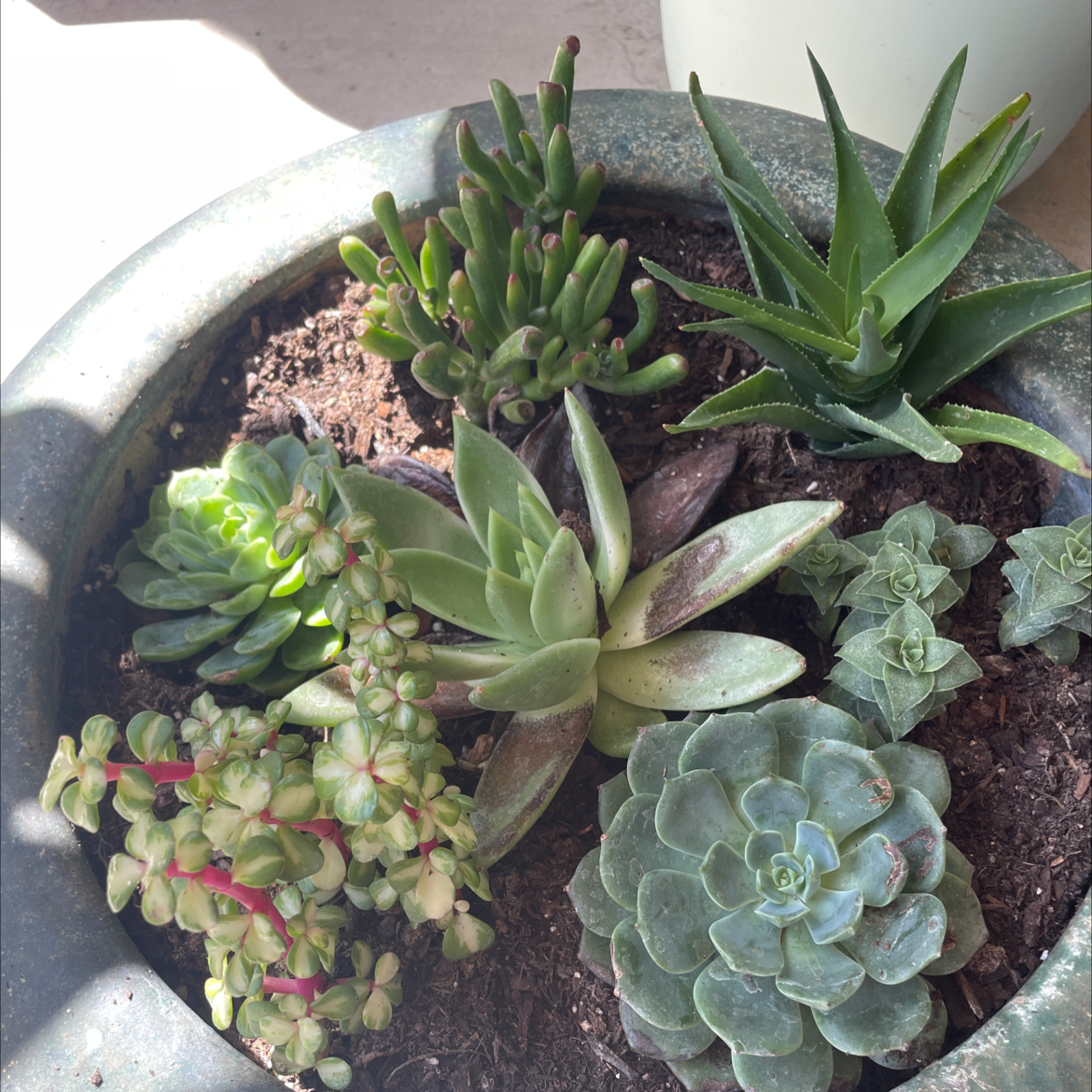 A variety of healthy succulent plants in a pot with visible soil.