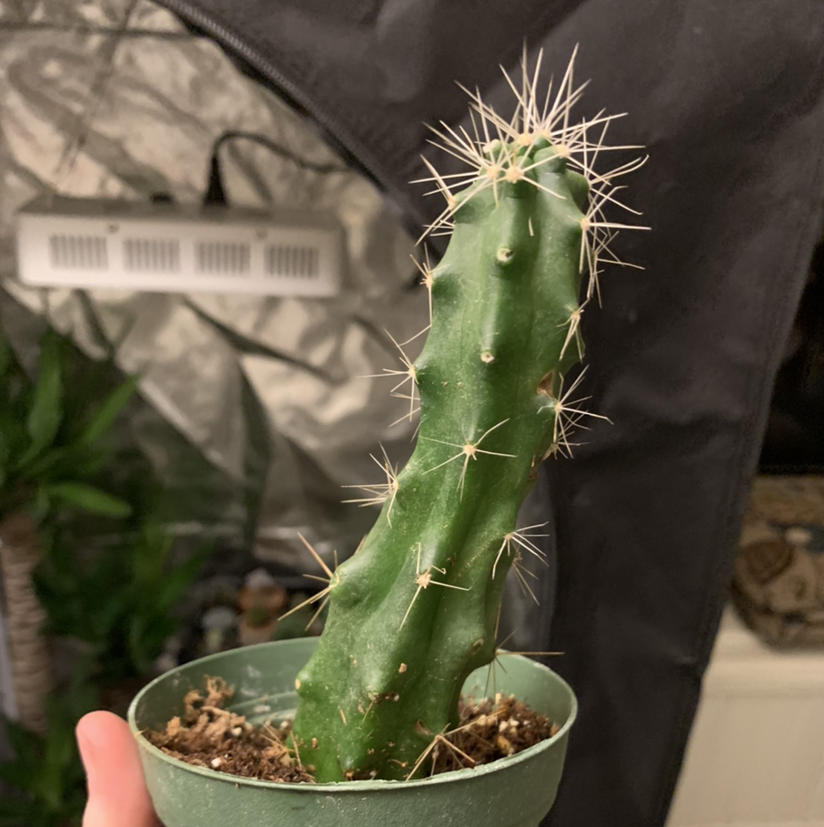 Brittle Prickly Pear cactus in a small pot, held by a hand.