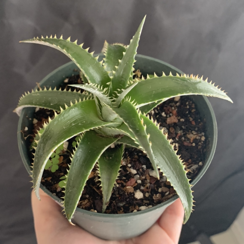 Candelabra Aloe plant in a pot with visible soil, held by a hand.