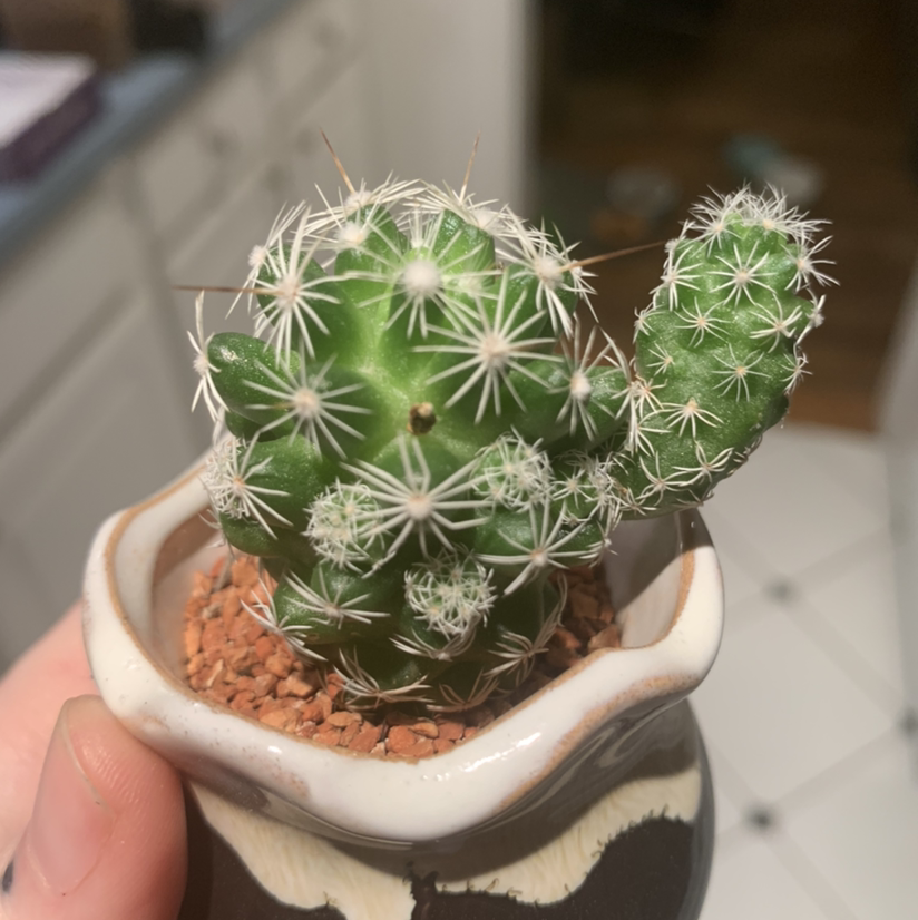 A healthy Mexican Pincushion cactus in a pot with visible soil.