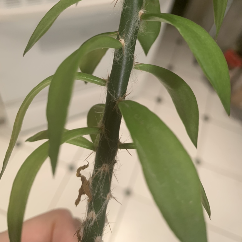 Close-up of a healthy Crown of Thorns plant with long, thorny stems and narrow green leaves, hand grasping a stem.