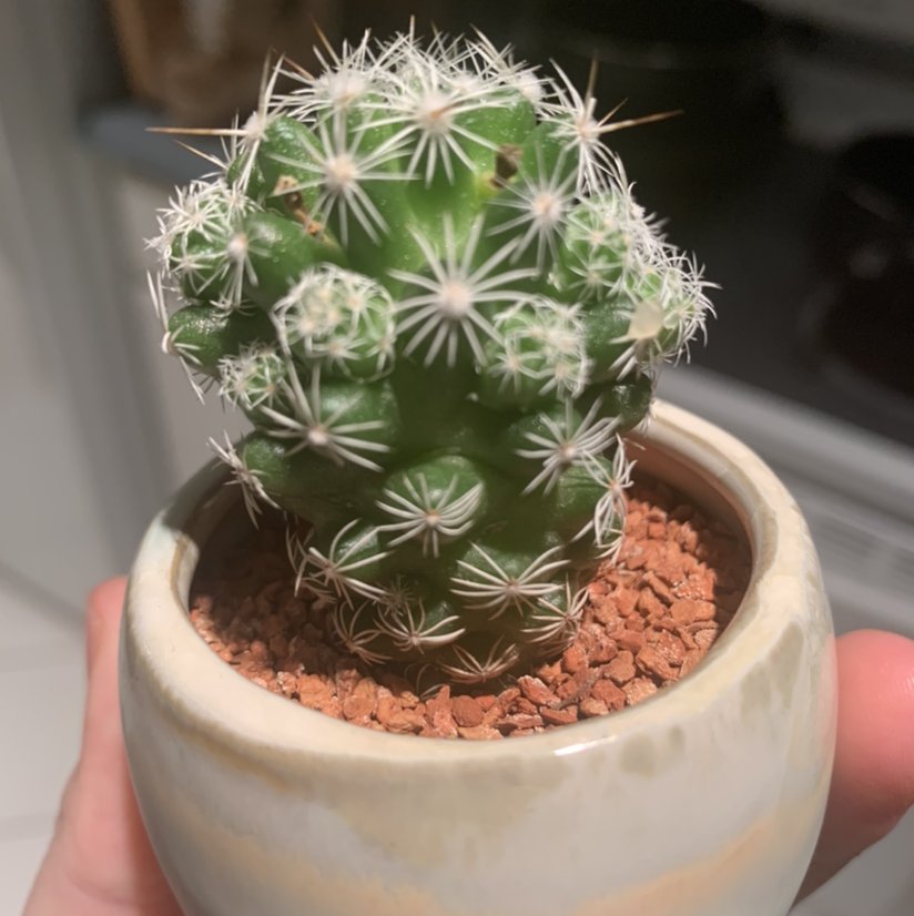 A healthy Mexican Pincushion cactus in a pot with reddish-brown gravel.