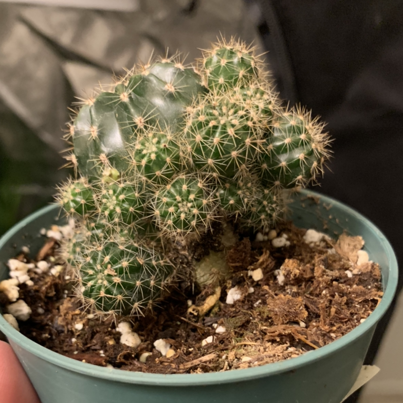 Healthy Lace Hedgehog Cactus with dense white spines growing in a blue ceramic pot. Soil is visible.