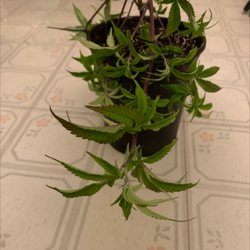 Potted Marijuana plant with healthy green leaves, well-centered and in focus.