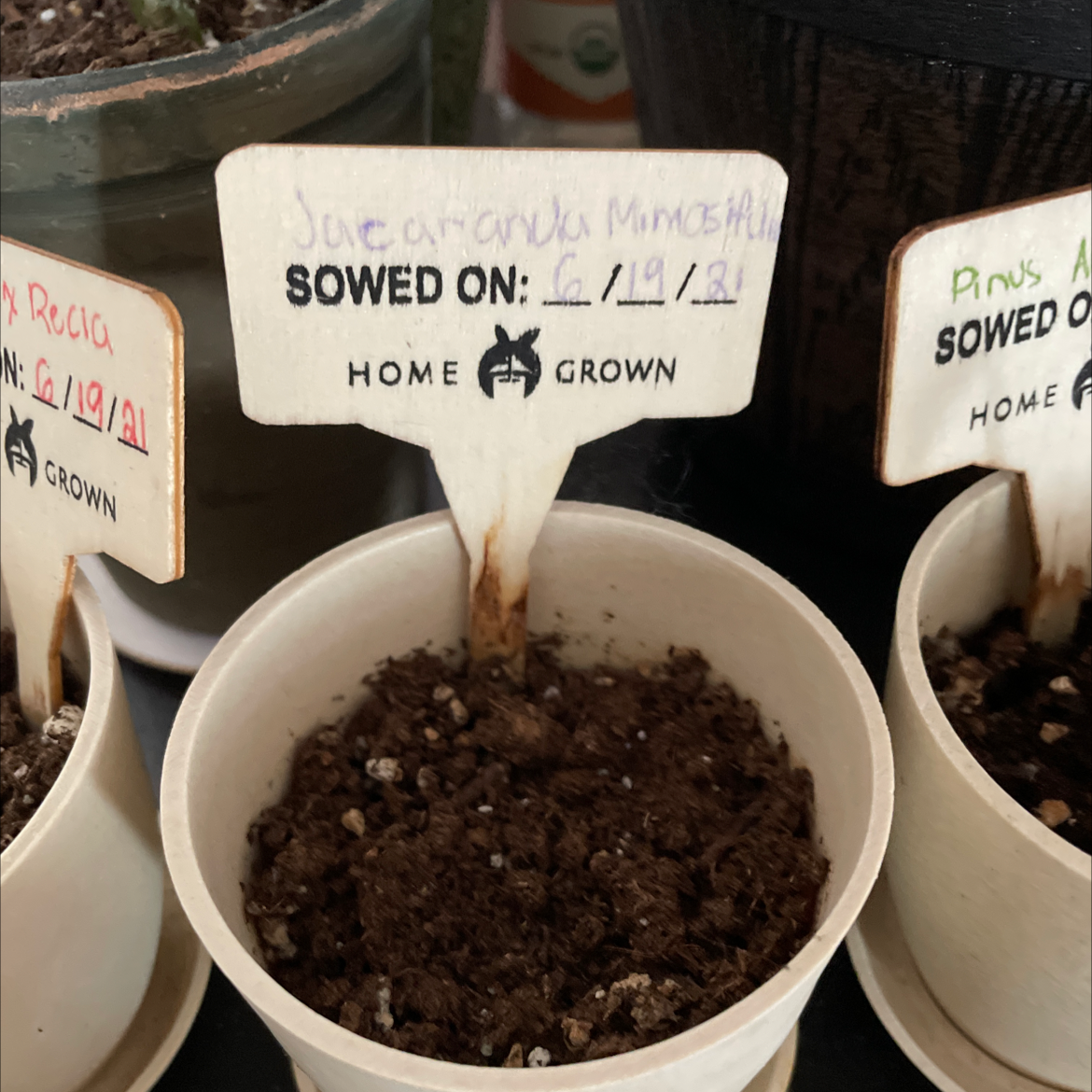 Potted plant labeled Jacaranda with visible soil and sowing date.