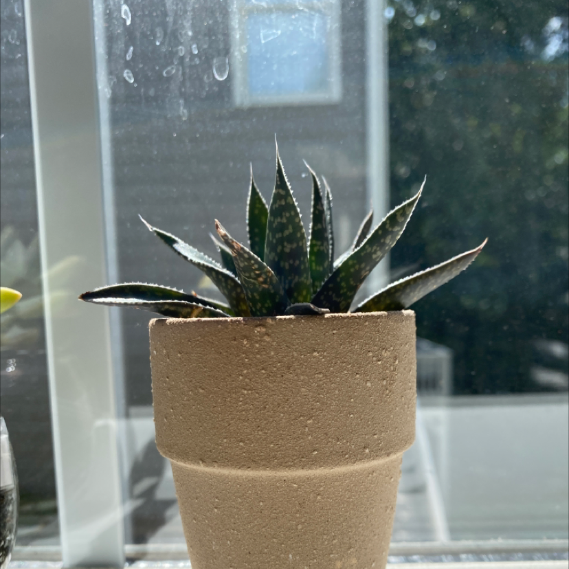 Zebra Plant plant photo by @lilly.eidson named josé on Greg, the plant care app.