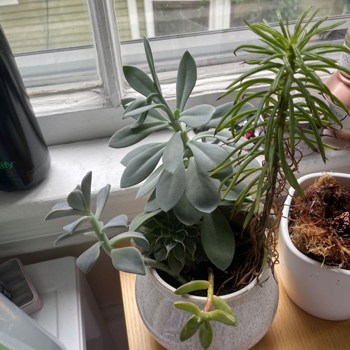 Potted Crassula cotyledonis plant with thick, fleshy leaves. Soil partially visible.