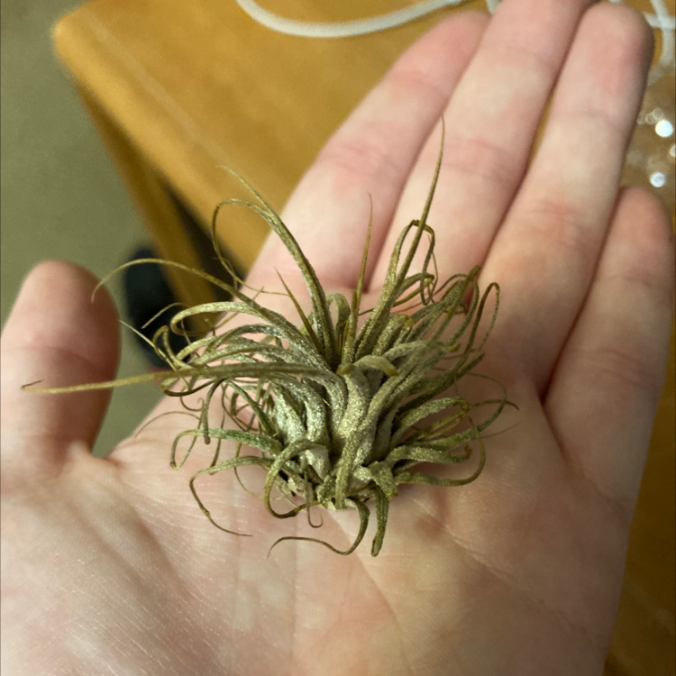 A small Ballmoss plant held in a person's hand, showing some browning tips.