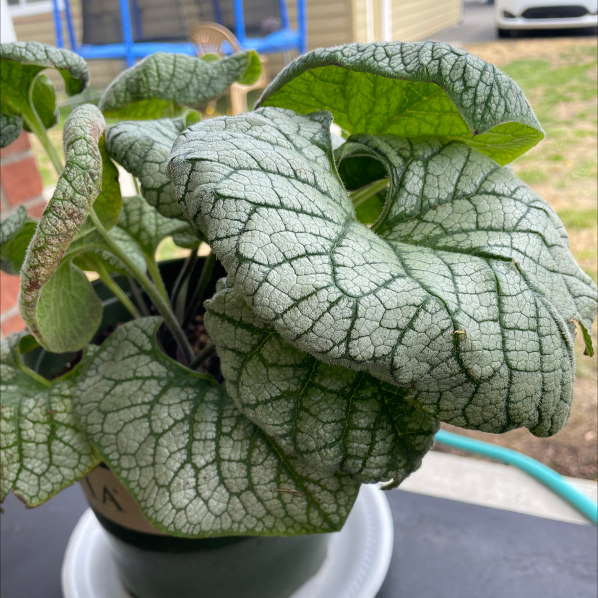 false Forget-Me-Not plant with large, textured leaves in a pot. Soil is visible.
