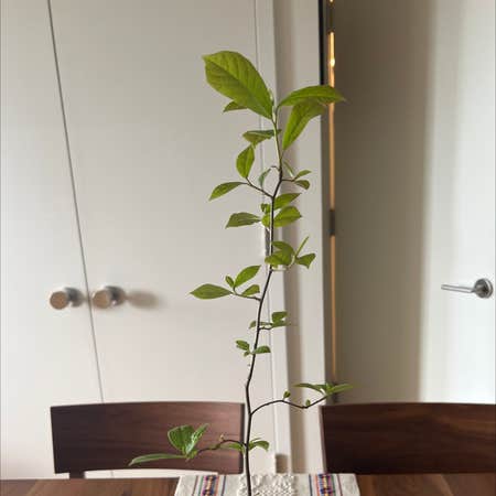 Photo of the plant species Spicebush by Johnd named Austen on Greg, the plant care app