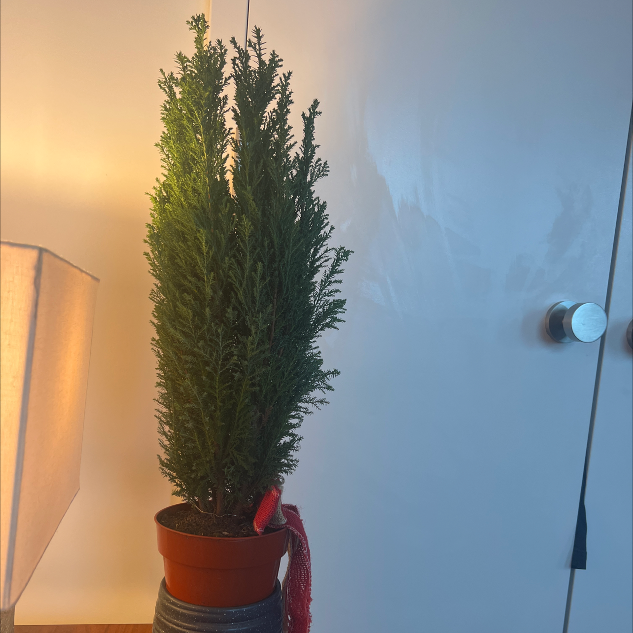Mediterranean Cypress plant in a pot, indoors, healthy and well-lit.