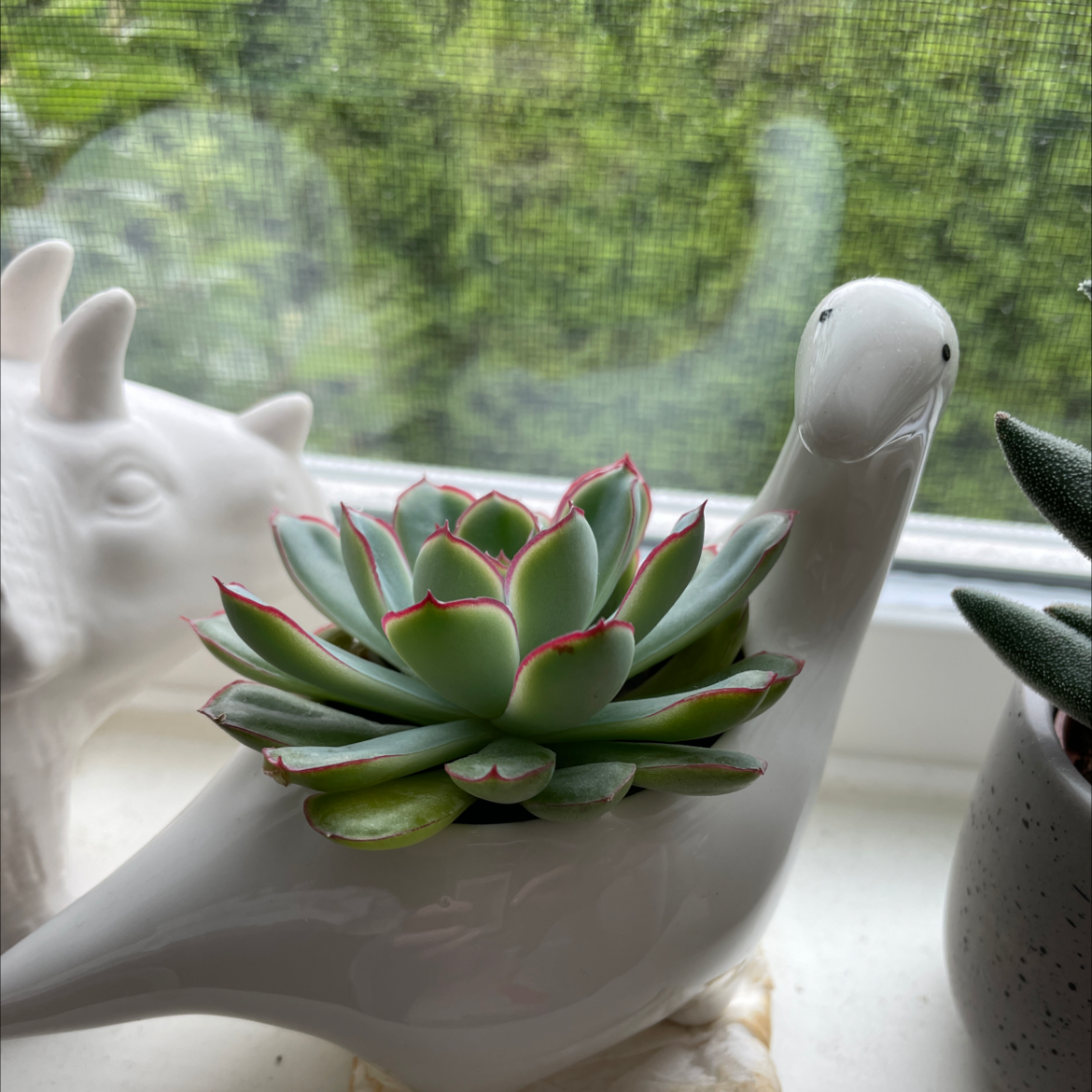 Photo of the plant species Lipstick Echeveria by @annagrace named sonora on Greg, the plant care app