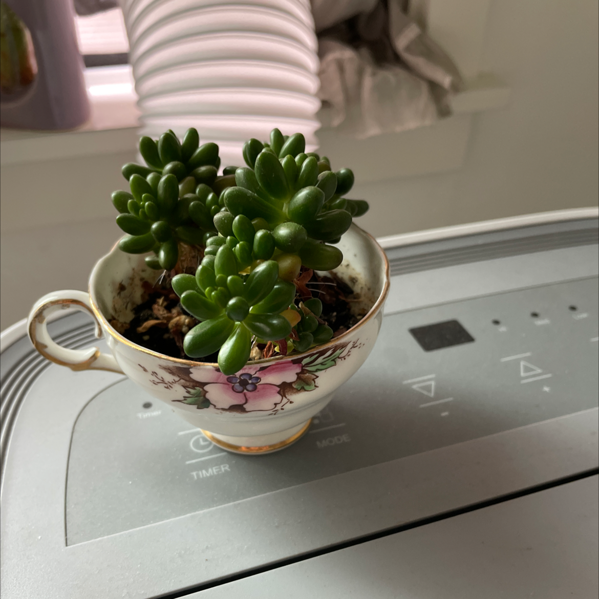 Photo of the plant species Jelly Bean Plant by @annagrace named emerson on Greg, the plant care app