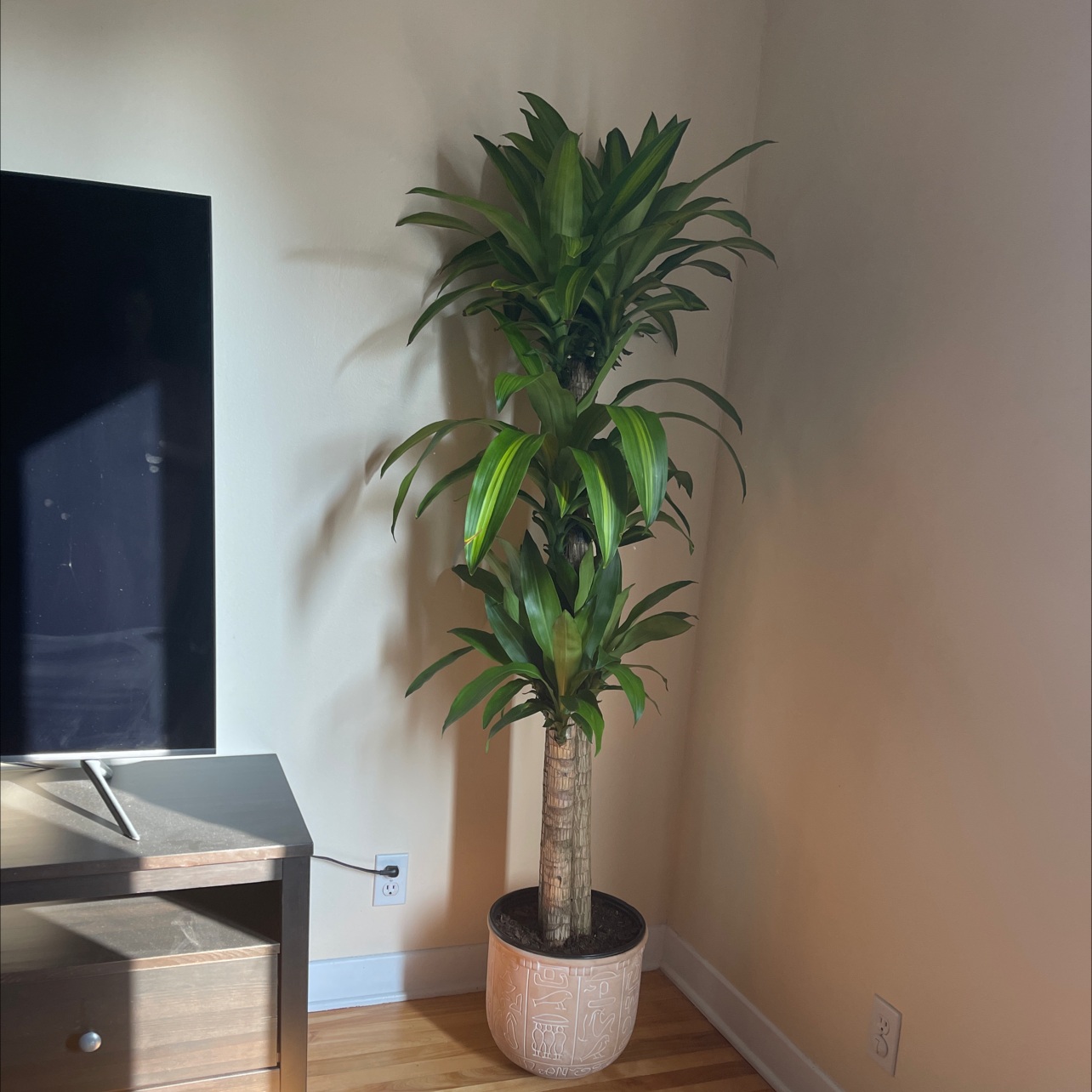Photo of the plant species Dracaena Massangeana by Shanga named Dragon on Greg, the plant care app
