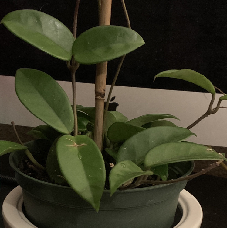 Waxplant plant photo by 💕tia❤️ named Jade Hoya Succulent Vine(Priscilla) on Greg, the plant care app.
