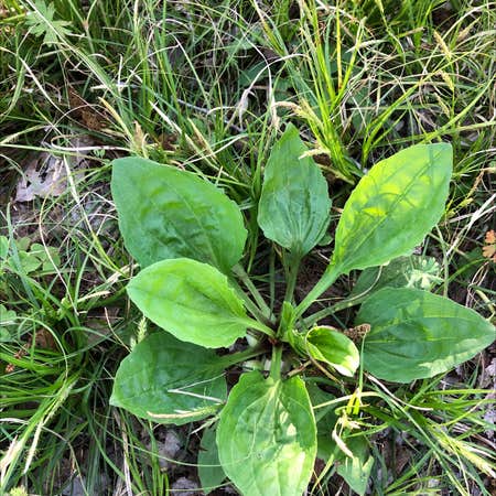 Photo of the plant species Blackseed Plantain by Aleah named Your plant on Greg, the plant care app