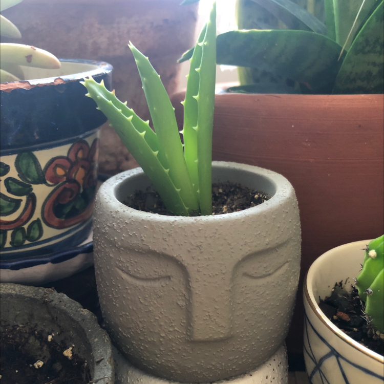 Short-Leaved Aloe plant in a decorative pot with visible soil, surrounded by other plants.
