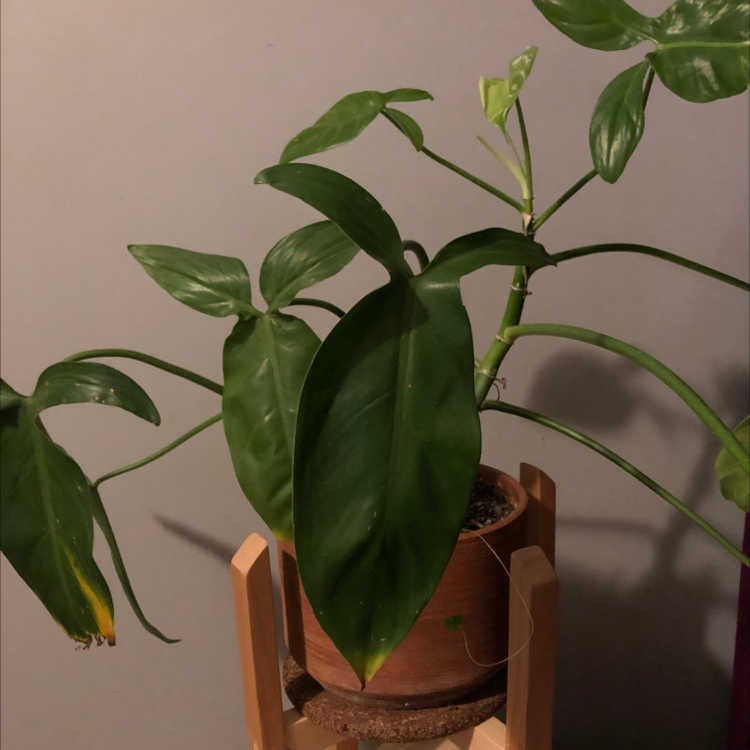 Photo of the plant species Green Arrow-Arum by @DMaribell named Cornelia on Greg, the plant care app