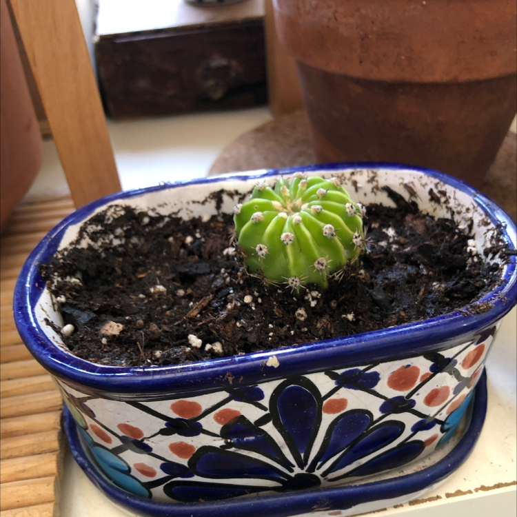 Small Hedge Cactus in a decorative pot with visible soil.