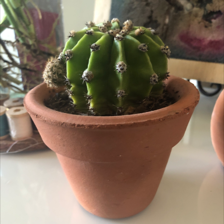 Pleated Cereus cactus in a terracotta pot, healthy and well-framed.