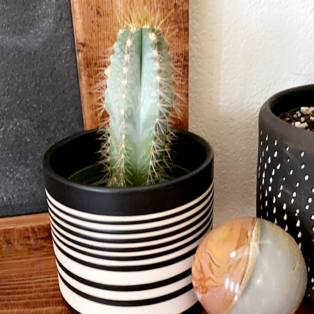 Blue Columnar Cactus in a decorative pot, appears healthy and well-framed.