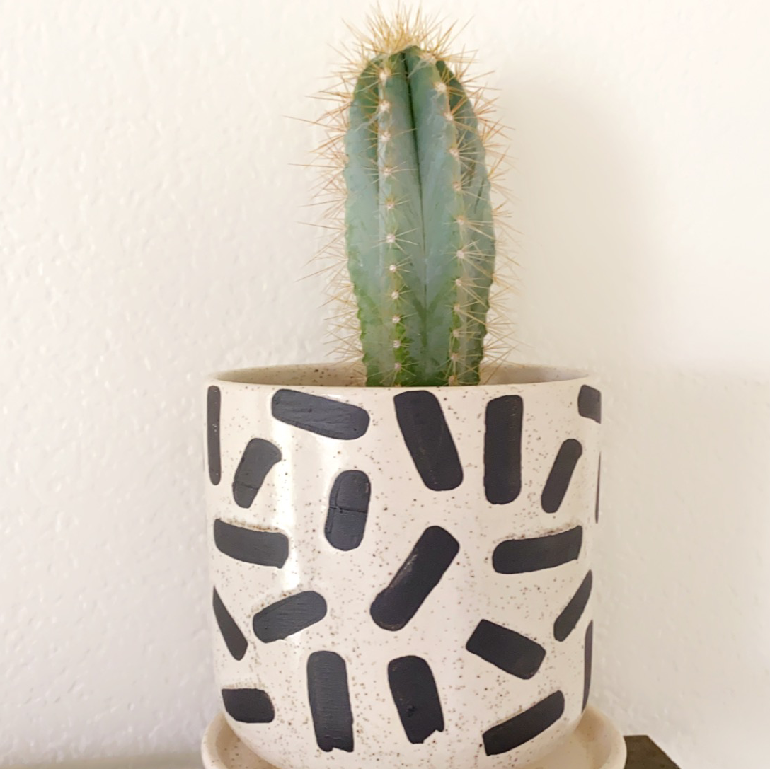 Blue Columnar Cactus in a decorative pot against a plain background.