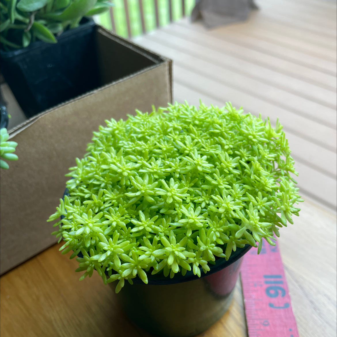 Photo of the plant species Jenny's Stonecrop by @m3g4n named Foxxy on Greg, the plant care app