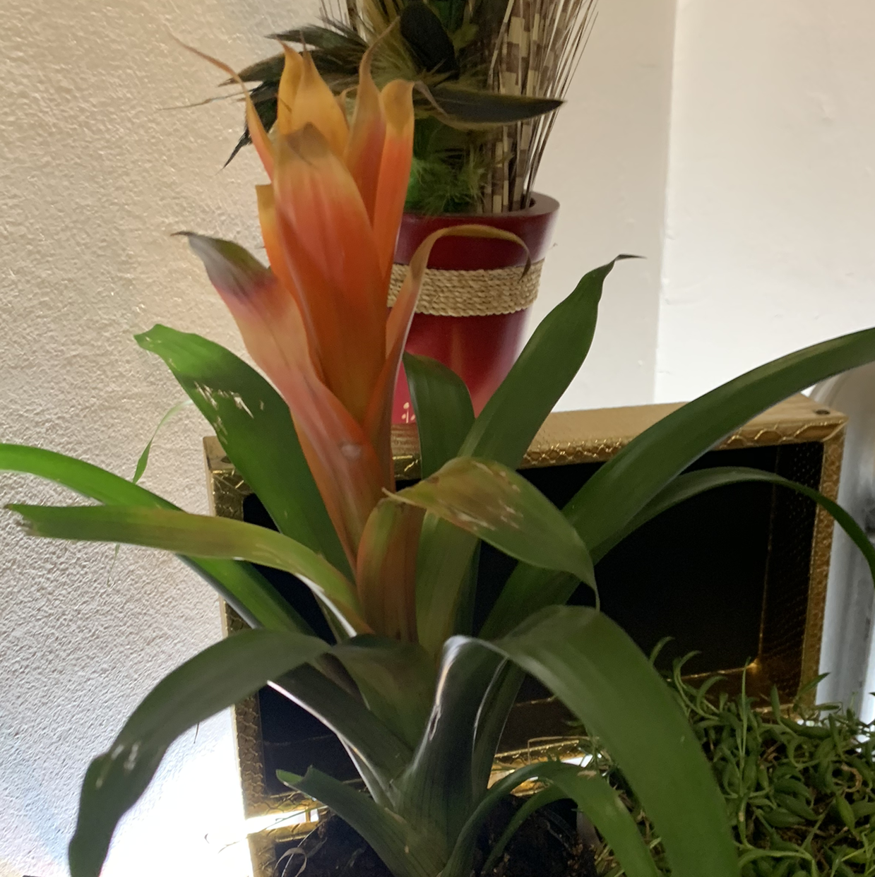 Urn Plant with a central flower and some browning leaf tips.