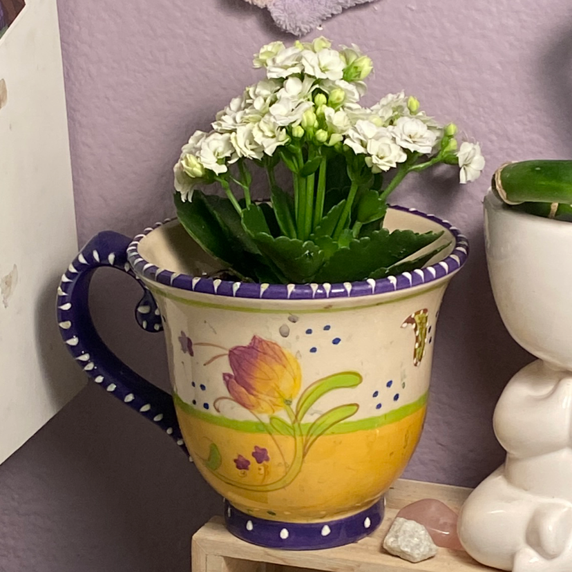 Florist Kalanchoe plant photo by @thu named Romona Flowers on Greg, the plant care app.