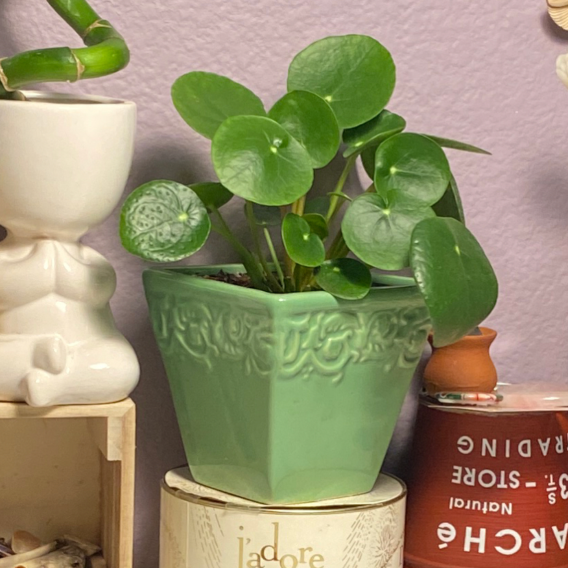 Chinese Money Plant plant photo by @thu named Franklin on Greg, the plant care app.