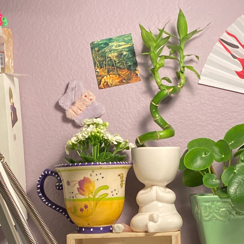 Lucky Bamboo plant photo by @thu named Om on Greg, the plant care app.