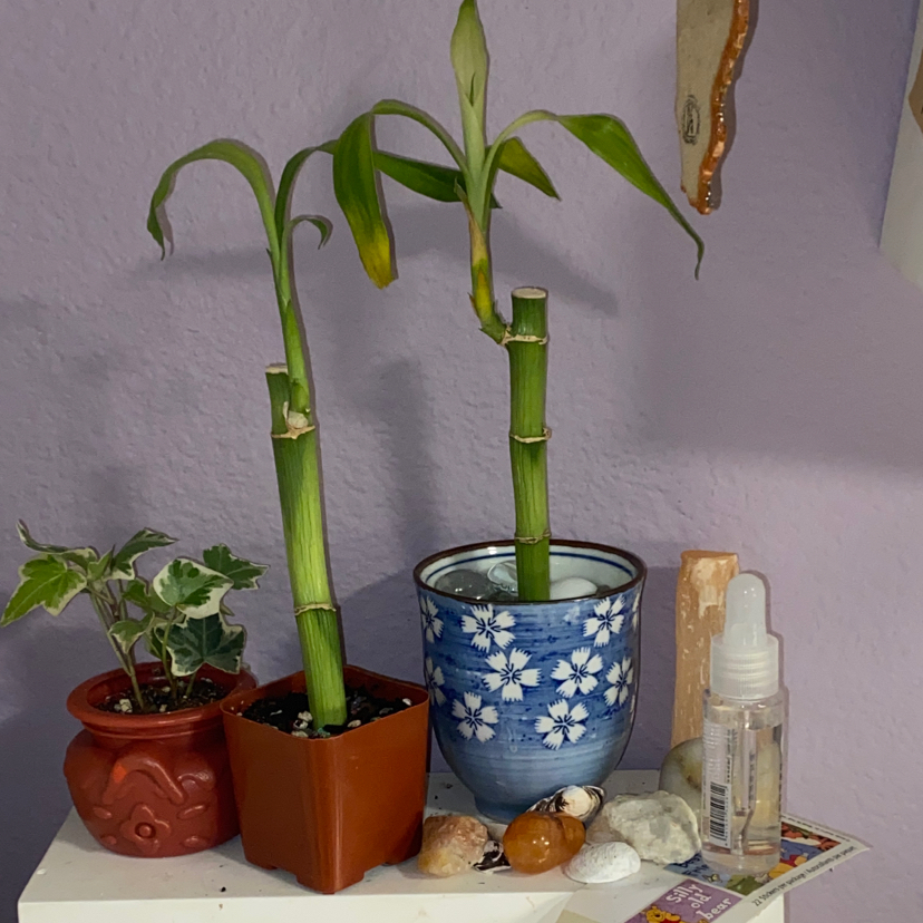 Lucky Bamboo plant photo by @thu named padma on Greg, the plant care app.