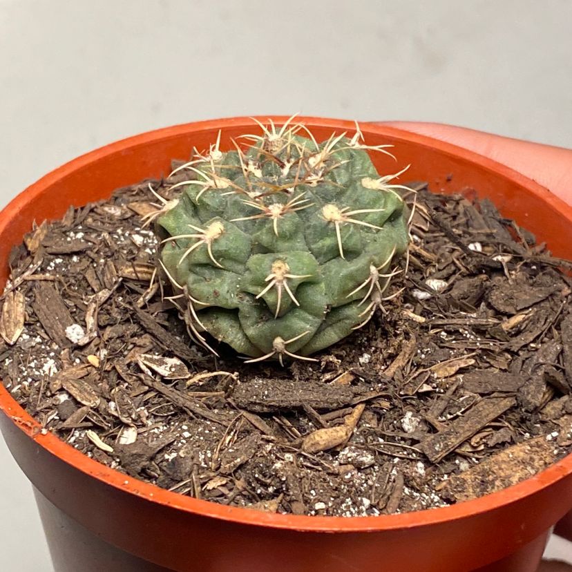 Photo of the plant species Thelocactus hexaedrophorus by @thu named Gerald on Greg, the plant care app