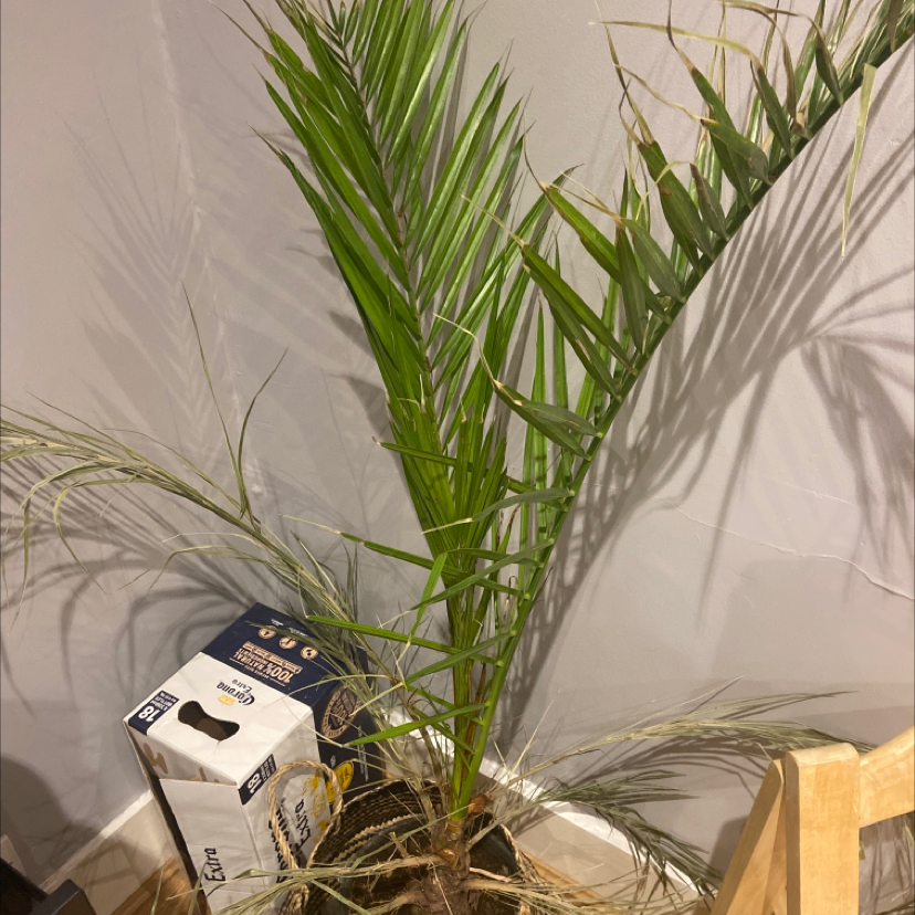 Canary Island Date Palm with some green and several brown fronds, placed indoors with visible soil.