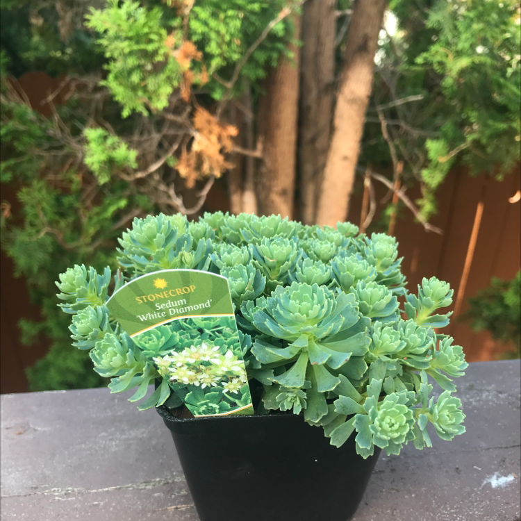 scindapsus white daiamond Scindapsus Green Diamond