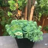 Plant care for Bald Cypress on Greg, the plant care app