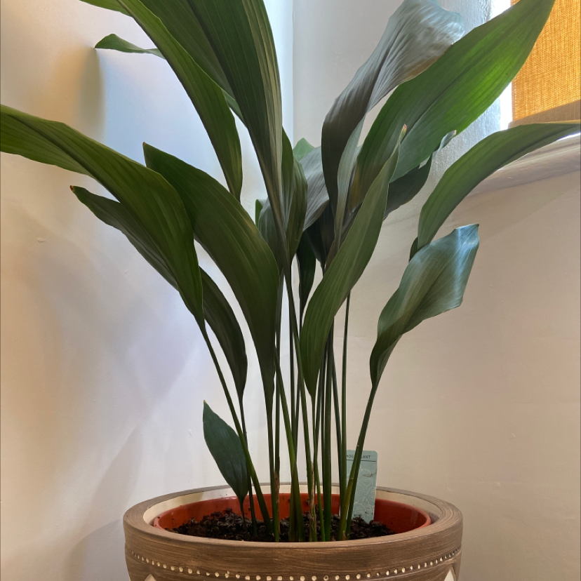 Cast Iron Plant uploaded to the Greg plant app by @userceb28d83