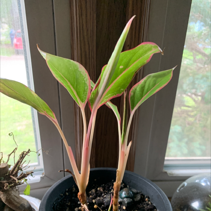 Photo of the plant species Red Siam Aurora Aglaonema by @Maurer2182 named Pax on Greg, the plant care app