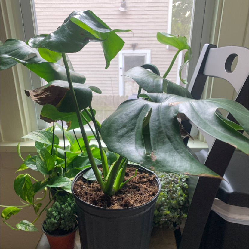 Monstera plant photo by @Maurer2182 named Sproutacus on Greg, the plant care app.