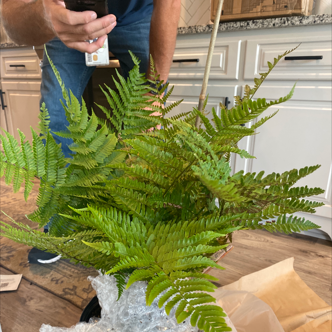Healthy Autumn Fern with vibrant green fronds indoors, person holding a phone above it.