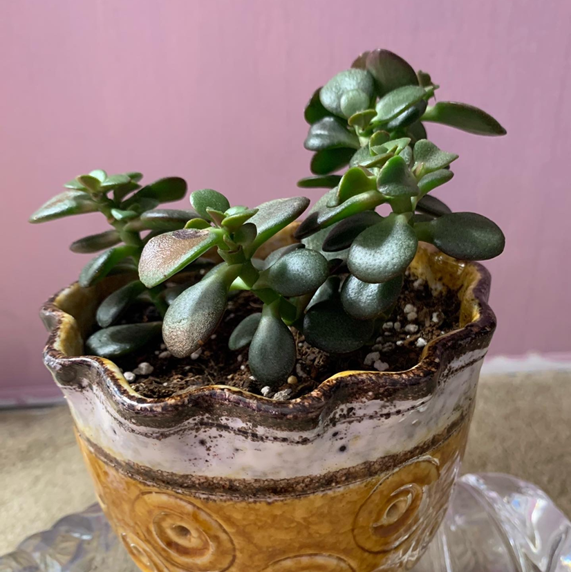 Lucky Plant plant photo by @plantysaur named Osmo on Greg, the plant care app.