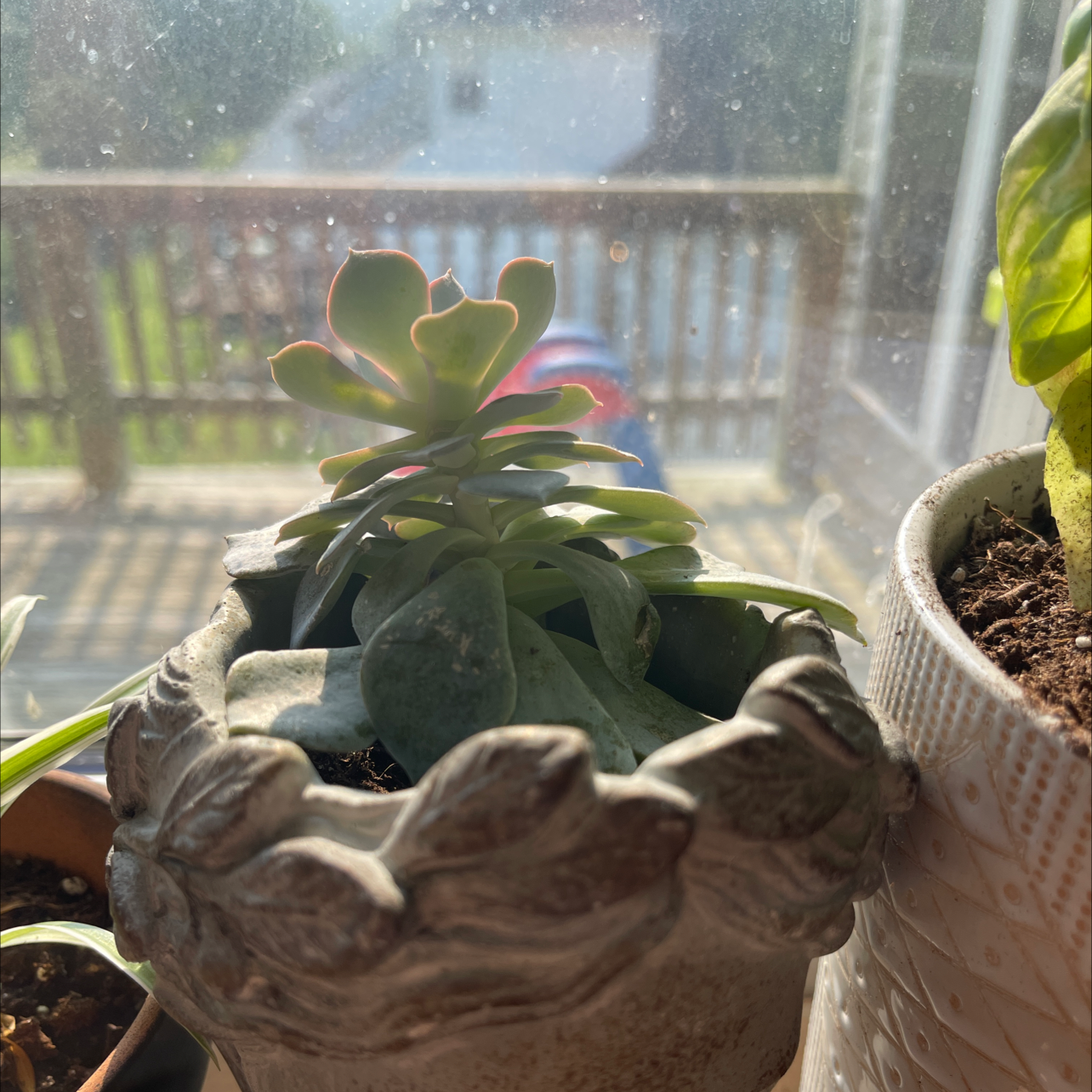 Mexican Snowball plant photo by @Katie1003 named Susan on Greg, the plant care app.