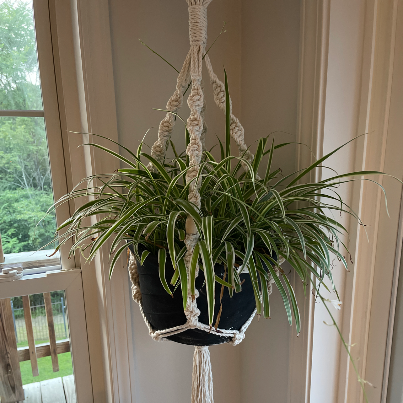 Spider Plant plant photo by @Katie1003 named Charlotte on Greg, the plant care app.