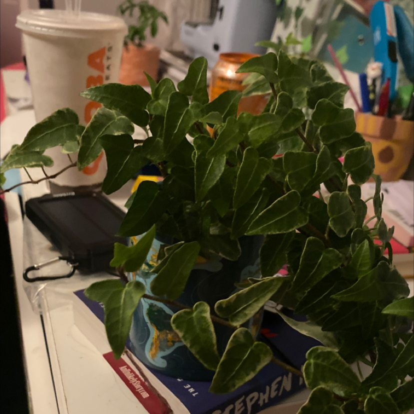 English Ivy plant photo by @kirasarkarati named ivy on Greg, the plant care app.